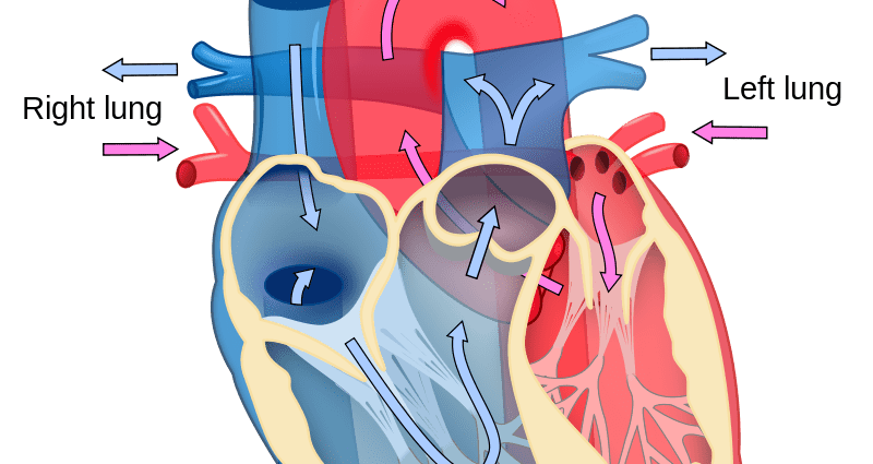 Cardiologist: a person is as old as his blood vessels