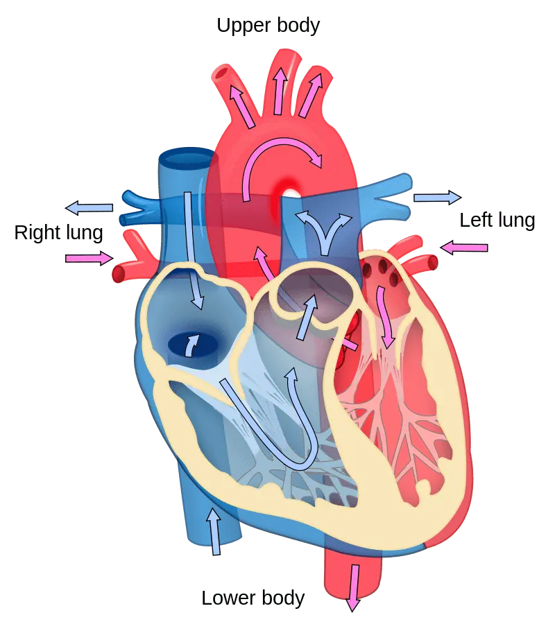 Cardiologist: a person is as old as his blood vessels