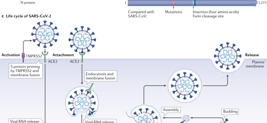 Cardiovascular diseases in the time of the COVID-19 pandemic &#8211; specialists answer the most important questions