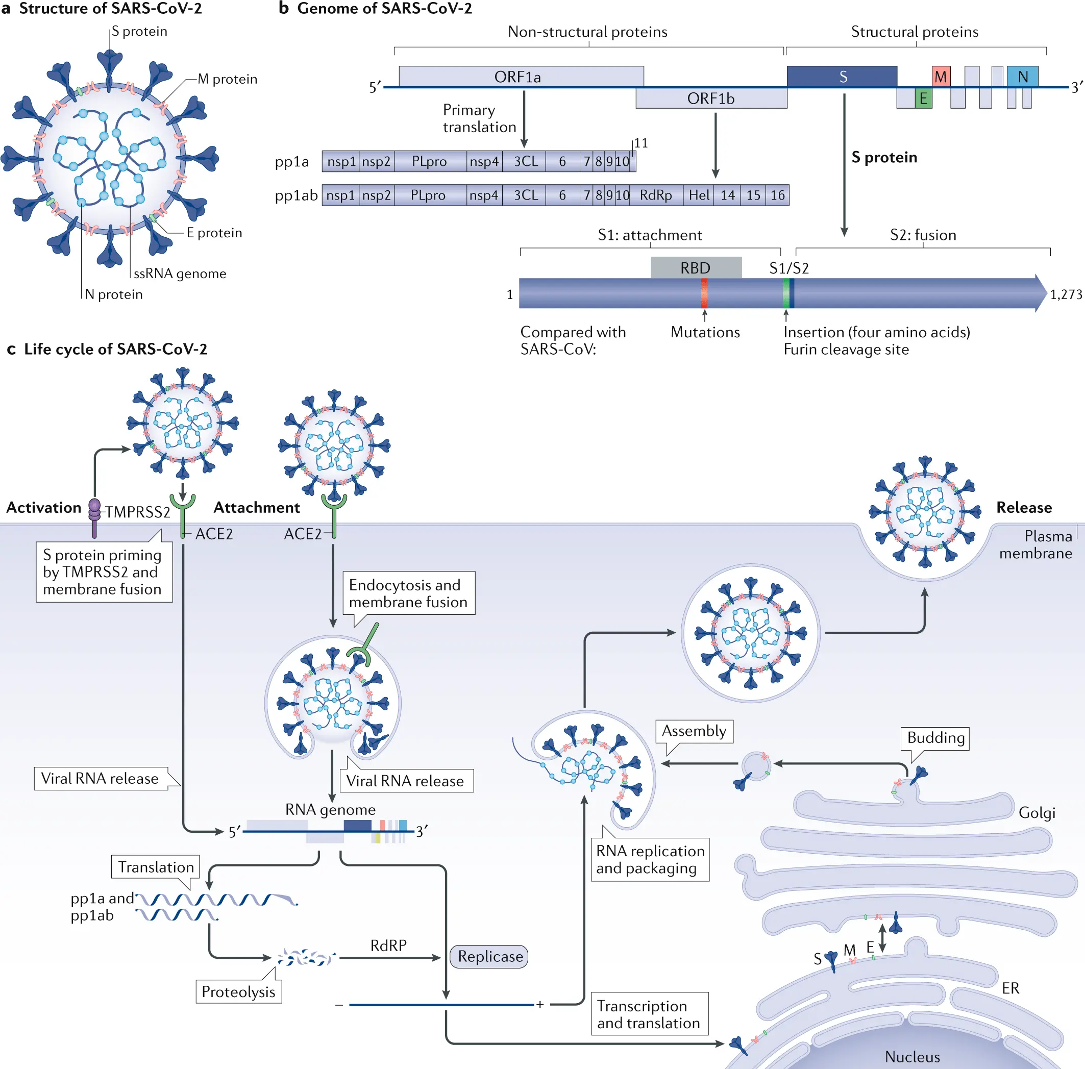 Cardiovascular diseases in the time of the COVID-19 pandemic &#8211; specialists answer the most important questions