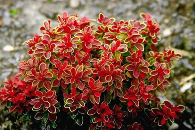 Care and pruning of barberry in the fall for beginners