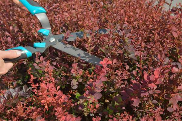 Care and pruning of barberry in the fall for beginners