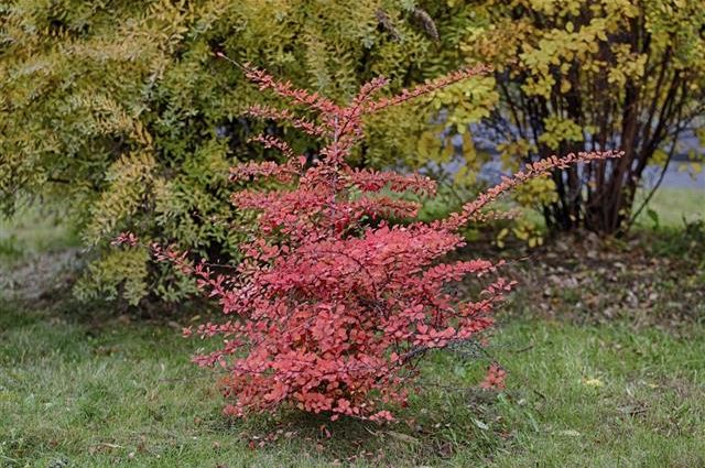 Care and pruning of barberry in the fall for beginners