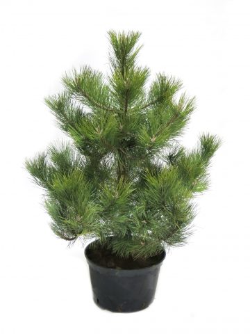 Care for a pine tree in a pot