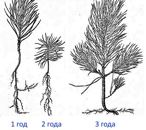 Care for a pine tree in a pot