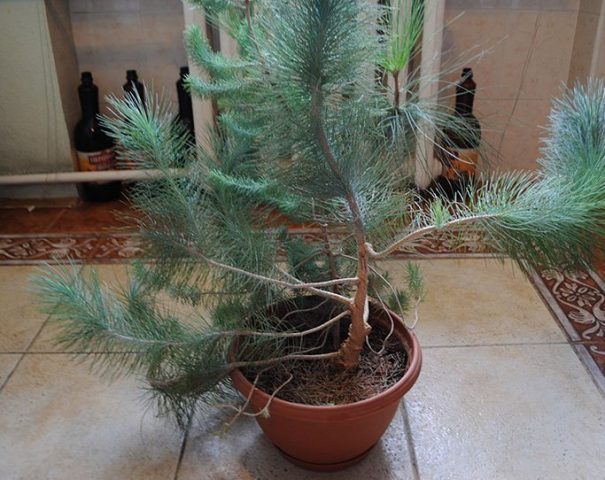 Care for a pine tree in a pot