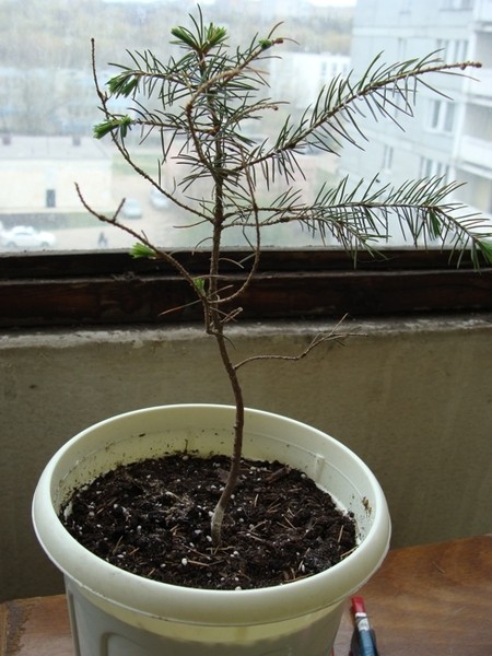 Care for a pine tree in a pot