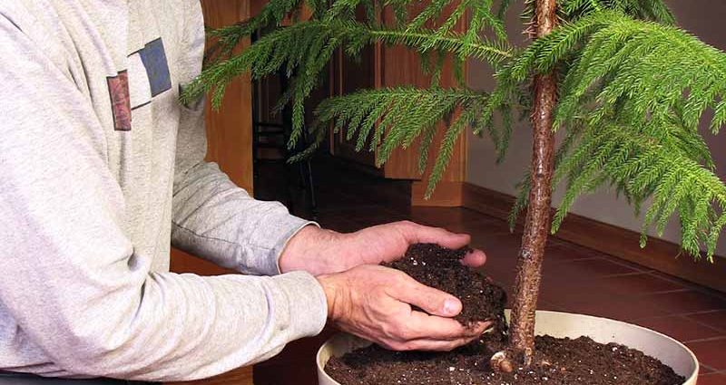 Care for a pine tree in a pot