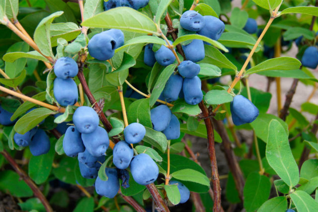 Care for honeysuckle in the fall: what to do after fruiting, do I need to cover for the winter