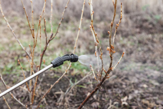 Care for honeysuckle in the fall: what to do after fruiting, do I need to cover for the winter