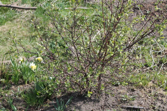 Care for honeysuckle in the spring in the country: what to do with bushes, advice from experienced gardeners