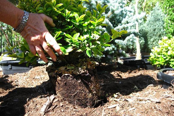 Care for honeysuckle in the spring in the country: what to do with bushes, advice from experienced gardeners