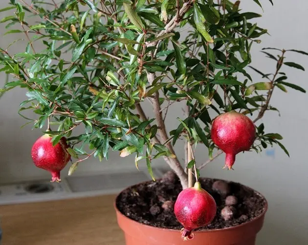 Care for indoor pomegranate at home: growing from seeds