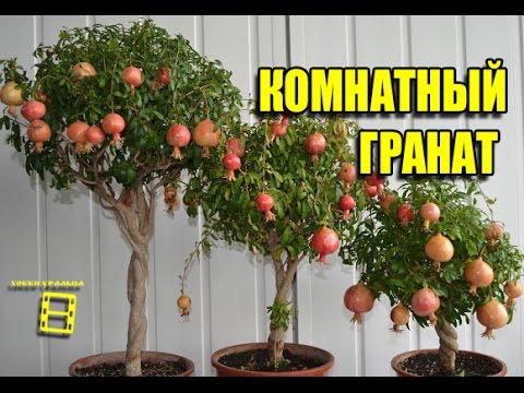 Care for indoor pomegranate at home: growing from seeds