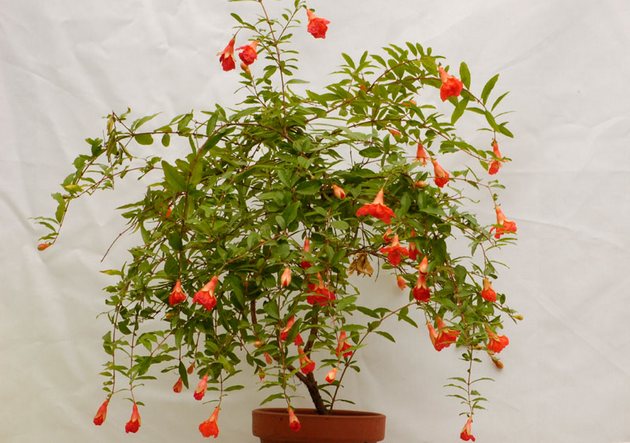 Care for indoor pomegranate at home: growing from seeds