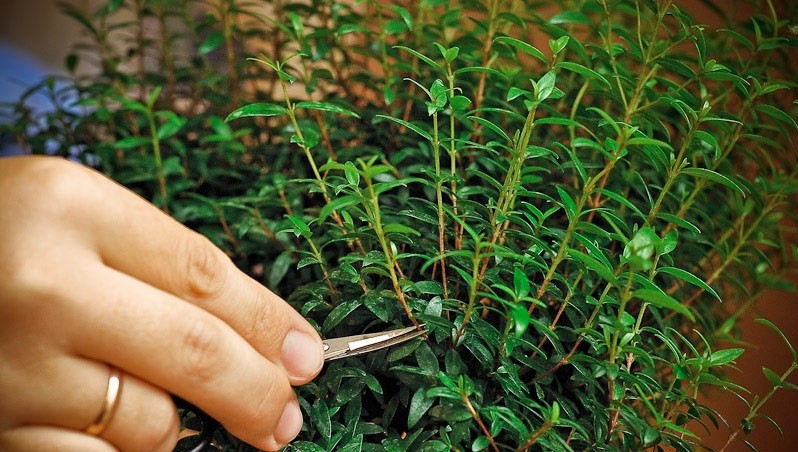 Care for indoor pomegranate at home: growing from seeds