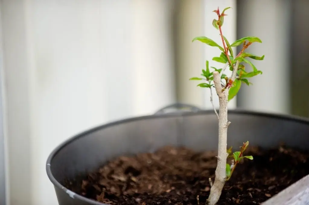 Care for indoor pomegranate at home: growing from seeds