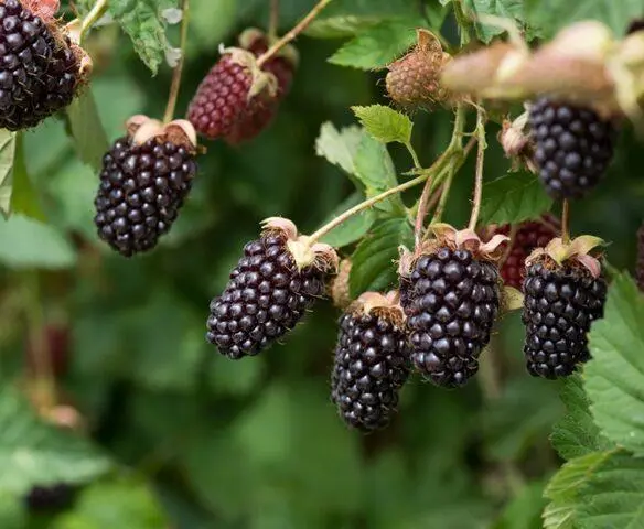 Care for the yemalina in the fall, preparation for winter