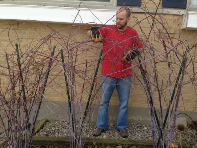 Care for the yemalina in the fall, preparation for winter