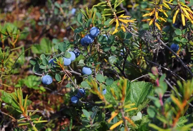 Caring for blueberries in the spring in the Moscow region: growing features, planting dates, ripening