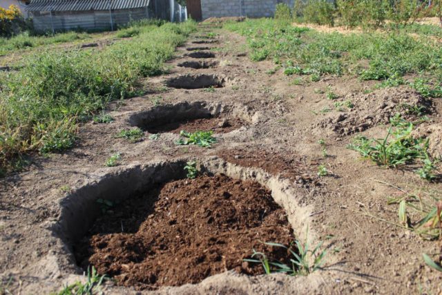 Caring for blueberries in the spring in the Moscow region: growing features, planting dates, ripening