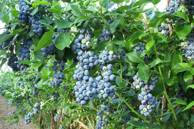 Caring for blueberries in the spring in the Moscow region: growing features, planting dates, ripening