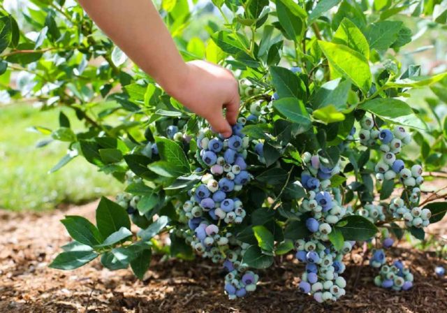 Caring for blueberries in the spring in the Moscow region: growing features, planting dates, ripening