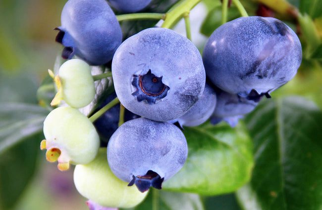 Caring for blueberries in the spring in the Moscow region: growing features, planting dates, ripening