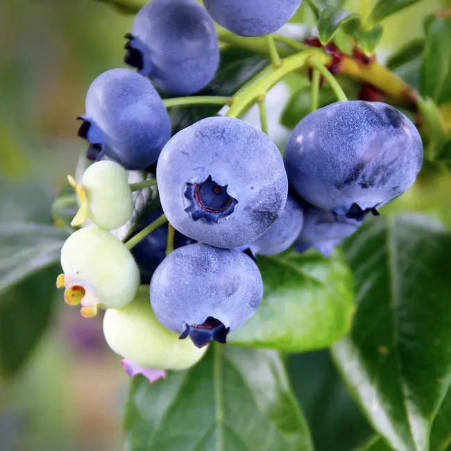 Caring for blueberries in the spring in the Moscow region: growing features, planting dates, ripening