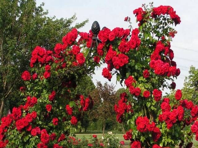 Caring for climbing roses in autumn