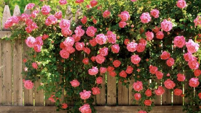 Caring for climbing roses in autumn