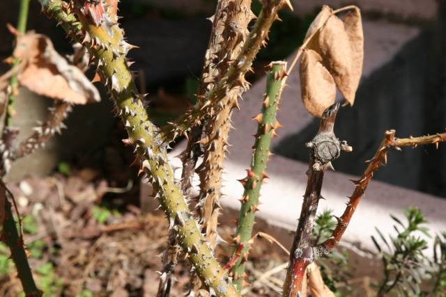 Caring for climbing roses in autumn