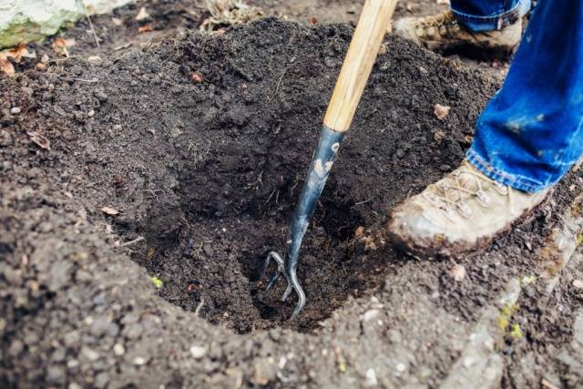 Caring for climbing roses in autumn