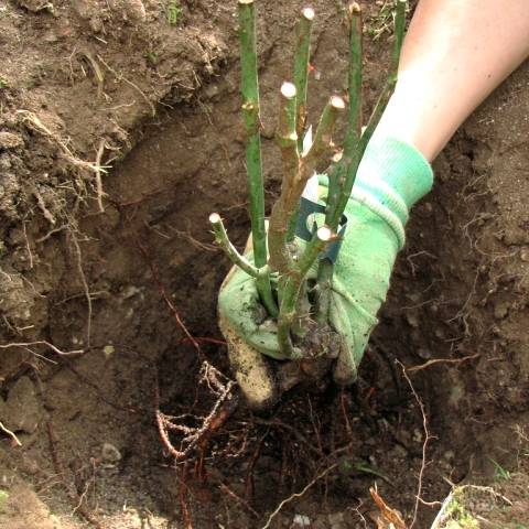 Caring for climbing roses in autumn