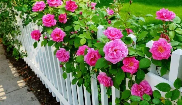 Caring for climbing roses in autumn and preparing for winter