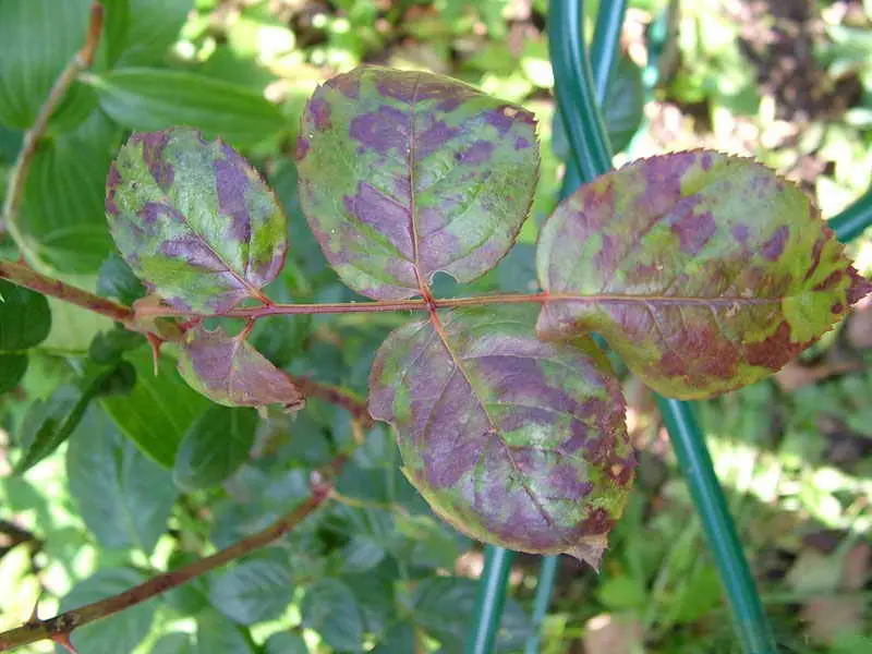 Caring for climbing roses in autumn and preparing for winter