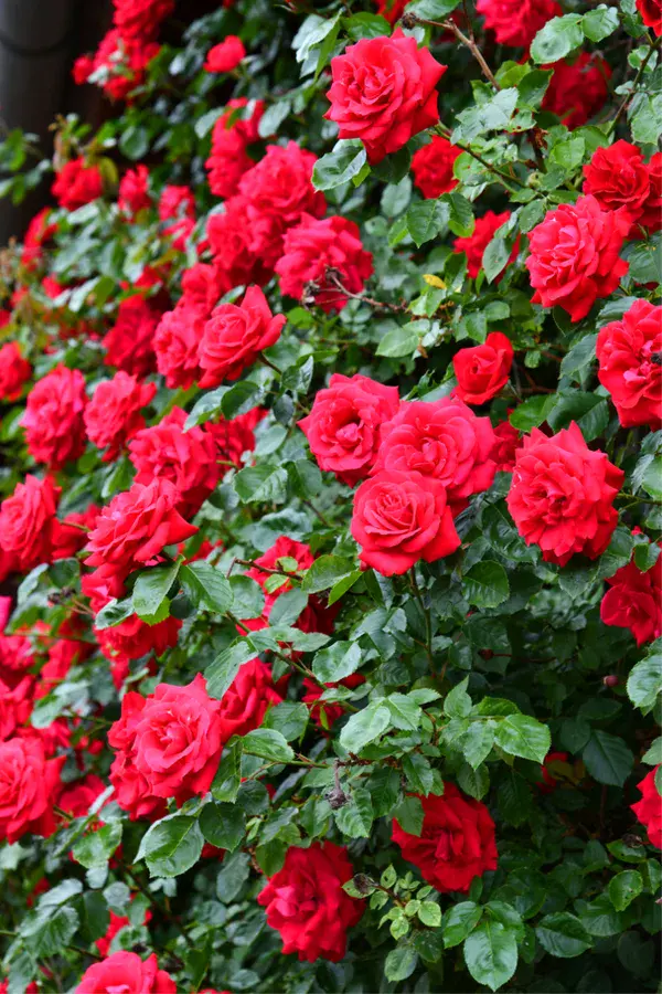 Caring for climbing roses in autumn and preparing for winter