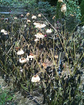 Caring for dahlias in autumn, preparing for winter