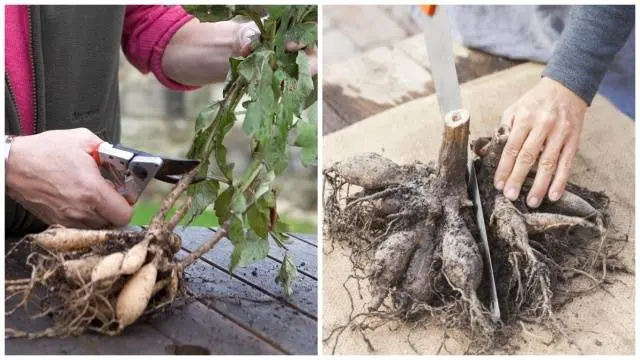 Caring for dahlias in autumn, preparing for winter