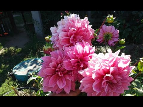 Caring for dahlias in autumn, preparing for winter