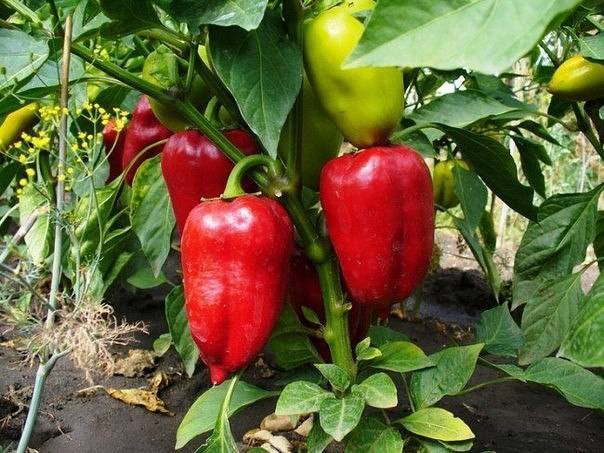 Caring for peppers after planting in a greenhouse or soil