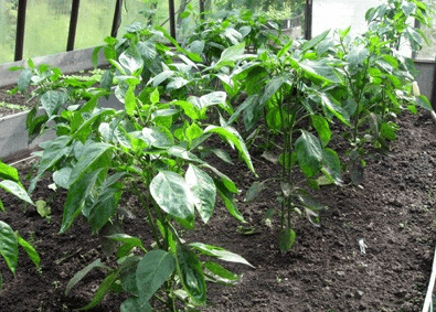 Caring for peppers after planting in a greenhouse or soil