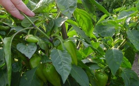 Caring for peppers after planting in a greenhouse or soil