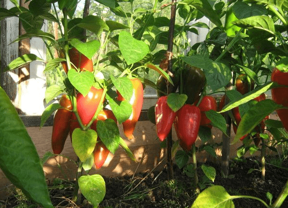 Caring for peppers after planting in a greenhouse or soil