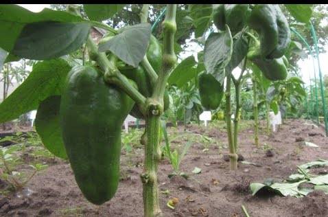 Caring for peppers after planting in a greenhouse or soil