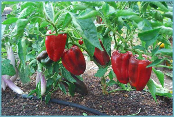 Caring for peppers after planting in a greenhouse or soil