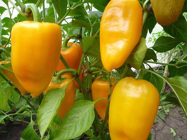 Caring for peppers after planting in a greenhouse or soil