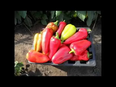 Caring for peppers after planting in a greenhouse or soil