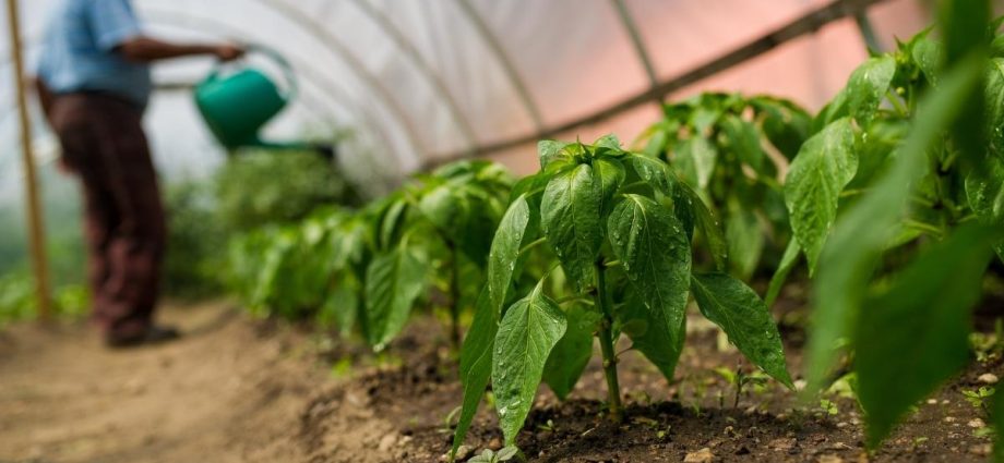 Caring for peppers after planting in a greenhouse or soil