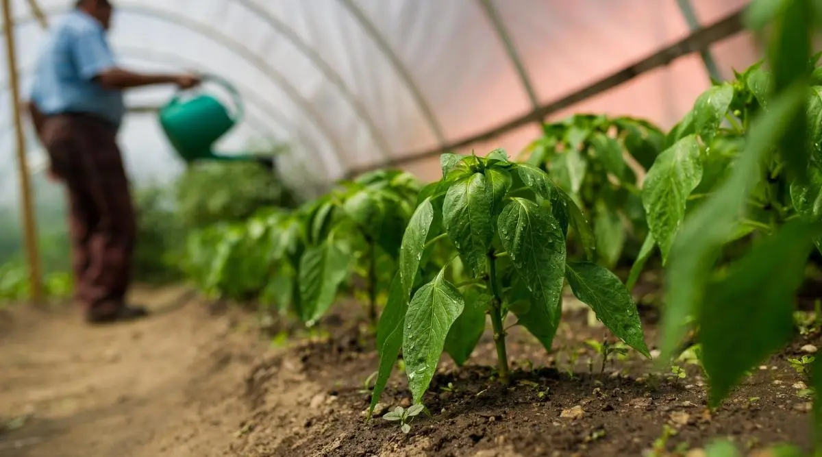 Caring for peppers after planting in a greenhouse or soil